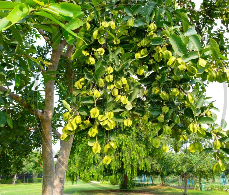 Arjun Plant